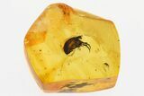 Fossil Tumbling Flower Beetle (Mordellidae) in Baltic Amber #300655-1